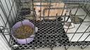 腆宠狗笼狗窝猫笼狗笼子中小型犬带厕所猫笼子大号家用室内狗围栏兔笼 实拍图