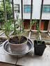 重瓣太阳花苗混色带根带土带花苞盆栽进口多色宿根枝条大花庭院 【混色】重瓣8-10颗 【带根】 实拍图