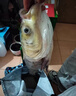 达瓦藤本日本进口碳素大物竿鲢鳙钓鱼竿碳素手杆超轻超硬6H19调青鲤鱼黑坑 7.2m 极轻大物+原装竿包竿止+龙骨缠把带 6H 19调 2026年新品首发【免费配节】 实拍图