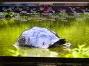 泰坦军团 26.5英寸 QD-OLED镜面屏 五层串联技术 4K 165Hz 10bit DeltaE<1硬件低蓝光 AI电竞显示器 G2785V 实拍图