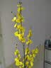 爱已装糖仿真花绿植假花花瓶插花diy花束塑料花客厅摆件装饰花跳舞兰1束 实拍图