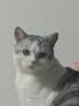 LEGENDSANDY蓝氏猫粮生鲜猎鸟鲜乳鸽生骨肉冻干高蛋白全价成猫粮幼猫通用型 试吃尝鲜装丨荒野猎兔丨50g 实拍图