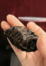 草原村 风干芥肉咸菜疙瘩内蒙古通辽赤峰正宗特产零食芥菜干488g酱香味 实拍图