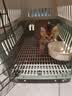腆宠  宠物航空箱大号 猫咪航空箱猫狗 猫包猫笼外出车载猫箱狗狗托运 实拍图
