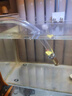 憨憨乐园鱼缸换水器抽水吸便器虹吸管水族箱清洁用品手动款3m 实拍图