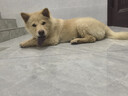 疯狂小狗小耳朵冻干夹心兔肉鱼油狗粮比熊小型幼成犬护毛发1.5kg乐享款3斤 实拍图