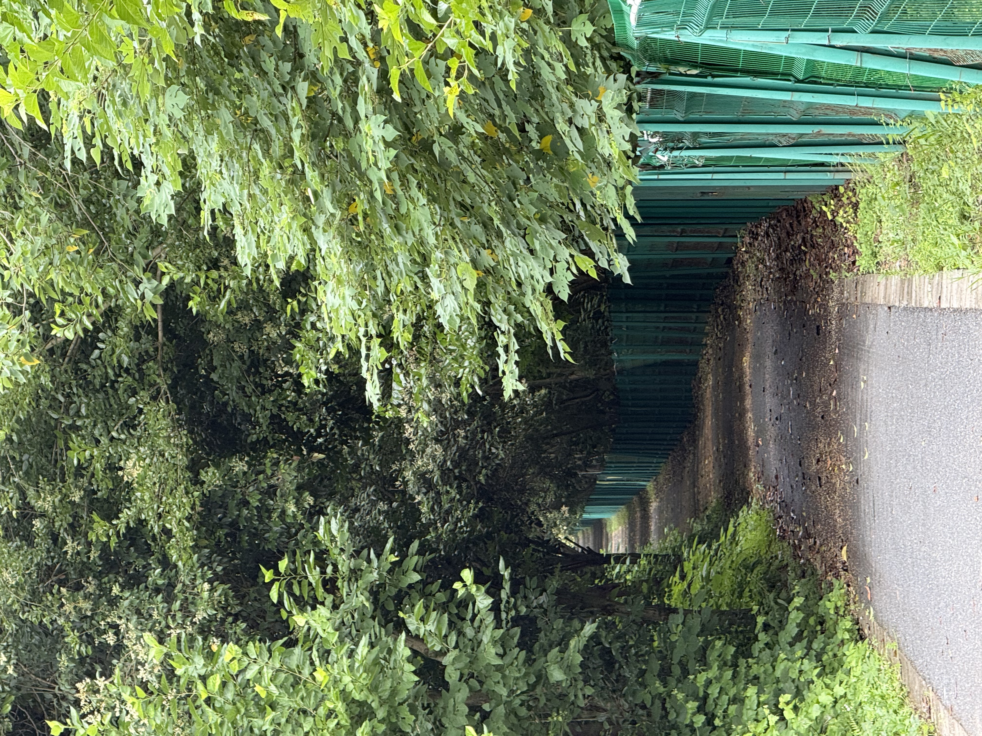 诺伊曼 NOYOKE记忆枕夹腿枕腰侧睡卧枕托腹抱枕头睡觉神器孕期靠孕妇枕【蓝色】 实拍图