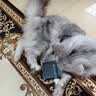 HELLOJOY宠物猫狗梳子猫毛狗狗毛梳子去浮毛脱毛猫咪梳毛刷神器大型犬用品 实拍图