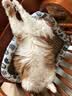 尾巴生活（FURRYTAIL）全价生骨肉掰掰杯cup35g*8  猫罐头成猫幼猫兔肉白火鸡鸭肉白条鸽 实拍图
