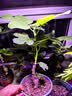 爱丽思（IRIS）特大号圆形花盆种树庭院超大加厚大盆景树木无花果蓝莓果树种植盆 15号茶色 约36L（口径45.5cm） 实拍图