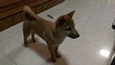 宝路狗粮 成犬全价粮中小型犬泰迪茶杯犬柯基鸡肉味1.8kg 实拍图