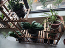 华观家居（Home Giving Furniture）可移动手推花架实木多层落地式花盆架子木质盆景阳台客厅室内多肉 加强款碳色大号带轮 实拍图