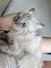 HELLOJOY宠物猫咪狗狗排梳猫梳子宠物去浮毛开结钢梳布偶长毛猫专用猫毛梳 实拍图