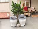 花翁香妃茶花盆栽浓香型山茶花树苗室内庭院花卉好养大棵四季源头直发 实拍图