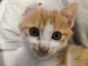 诚实一口P40全价猫粮 成猫幼猫80%高鲜肉长肉美毛养胃鸡鱼口味通用型400g 实拍图