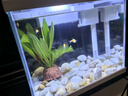 森森（SUNSUN）超白鱼缸一体缸自循环客厅水族箱桌面家用懒人免换水小型金鱼缸 超白HEJ250标配 带滤材+棉 实拍图