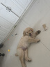 憨憨乐园狗碗大型犬水盆狗盆不锈钢碗宠物食盆中型犬喝水狗狗食碗猫碗饭盆 实拍图