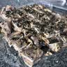 劣狐狐白岛原味棉花糖500g烘焙原料DIY牛轧糖材料牛轧糖雪花酥低甜度 实拍图
