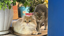 KINGJERRY金吉瑞猫粮苏格兰折耳猫专用配方猫粮成猫幼猫通用猫粮 5kg 实拍图