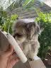 皇佳宠宠物电动磨甲器指甲剪狗狗猫咪小狗专用打磨猫咪比熊修剪神器 实拍图