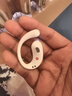 西圣Olite2开放式无线蓝牙耳机不入耳运动挂耳式蓝牙5.4 HiFi音质新款IPX4防水苹果华为iPhone17pro 月光白 【现货速发】 实拍图