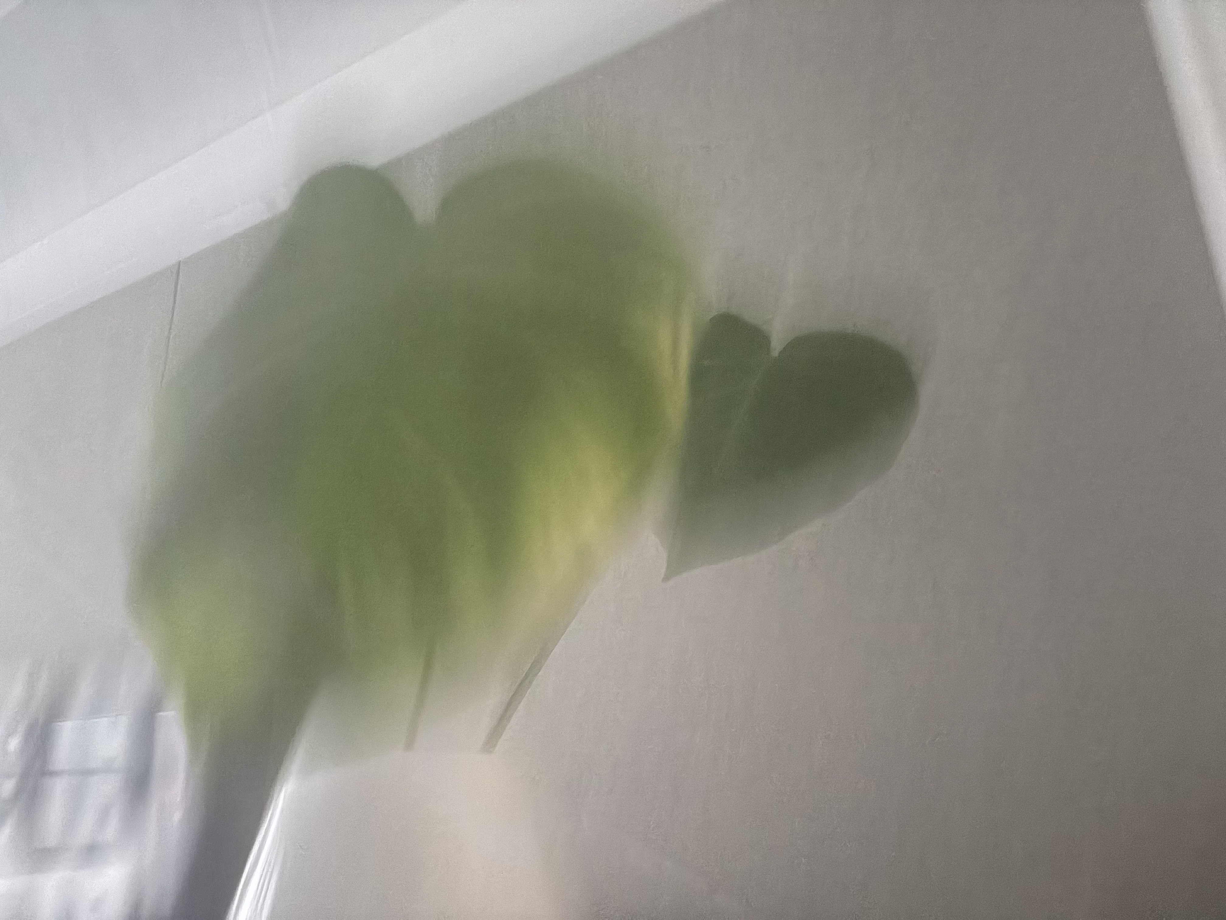 植男植女水培龟背竹盆栽客厅室内办公室桌面植物2株吸甲醛源头直发 实拍图
