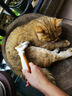 欢宠网猫梳子猫毛梳猫咪梳毛器去浮毛底绒打薄刮毛神器狗毛狗狗宠物专用 实拍图