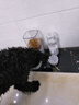 licheers狗狗饮水器悬挂式宠物自动喂食器狗笼子喝水器猫咪饮水机喝水食盘 实拍图