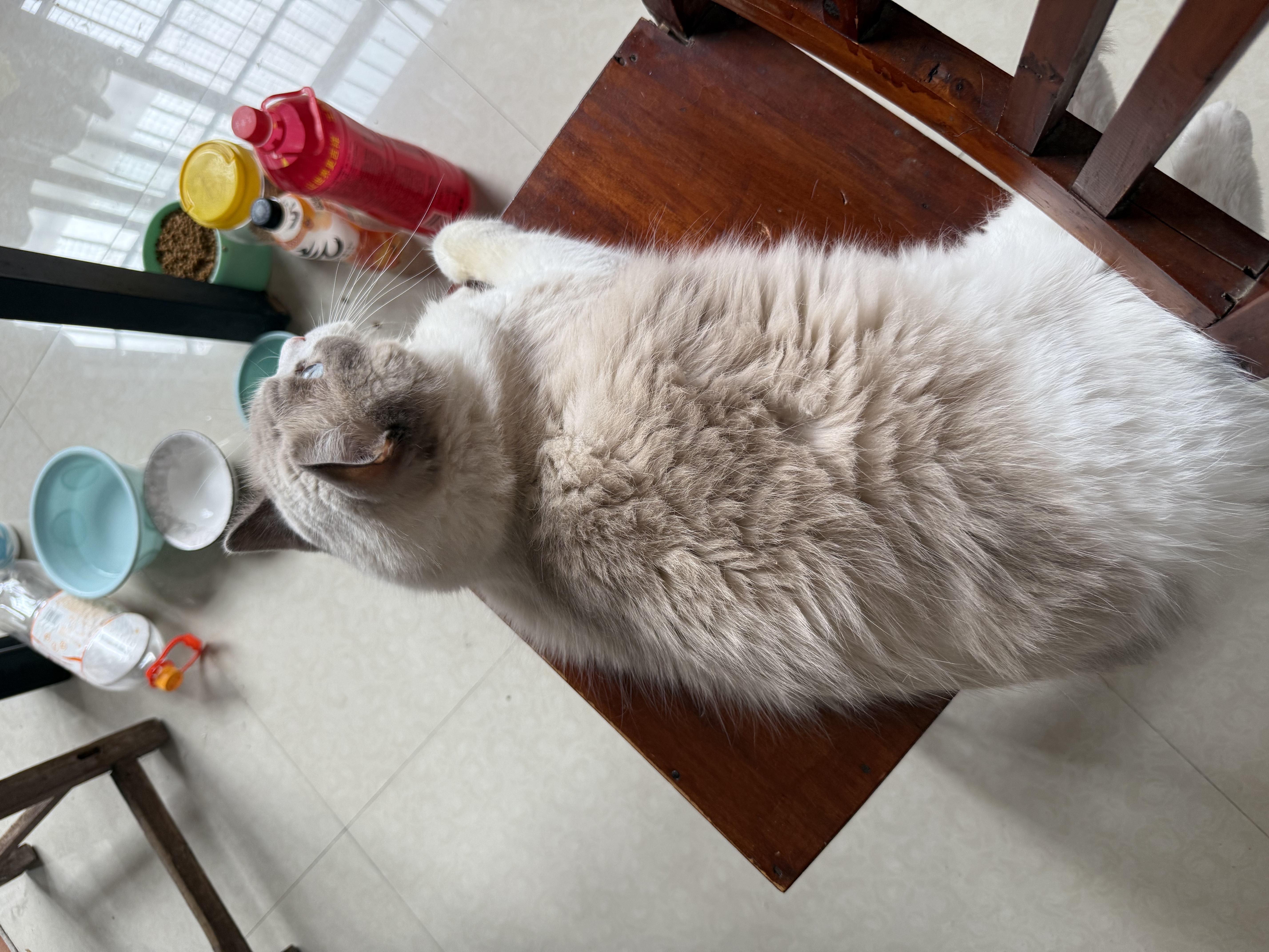 朗仕鲜肉猫粮 成猫幼猫通用型 布偶美短蓝猫 高蛋白牛肉猫粮10kg/20斤 实拍图