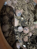 史丹利3L包装营养土园艺有机土通用型种花种菜养花专用泥炭土壤种植土 实拍图