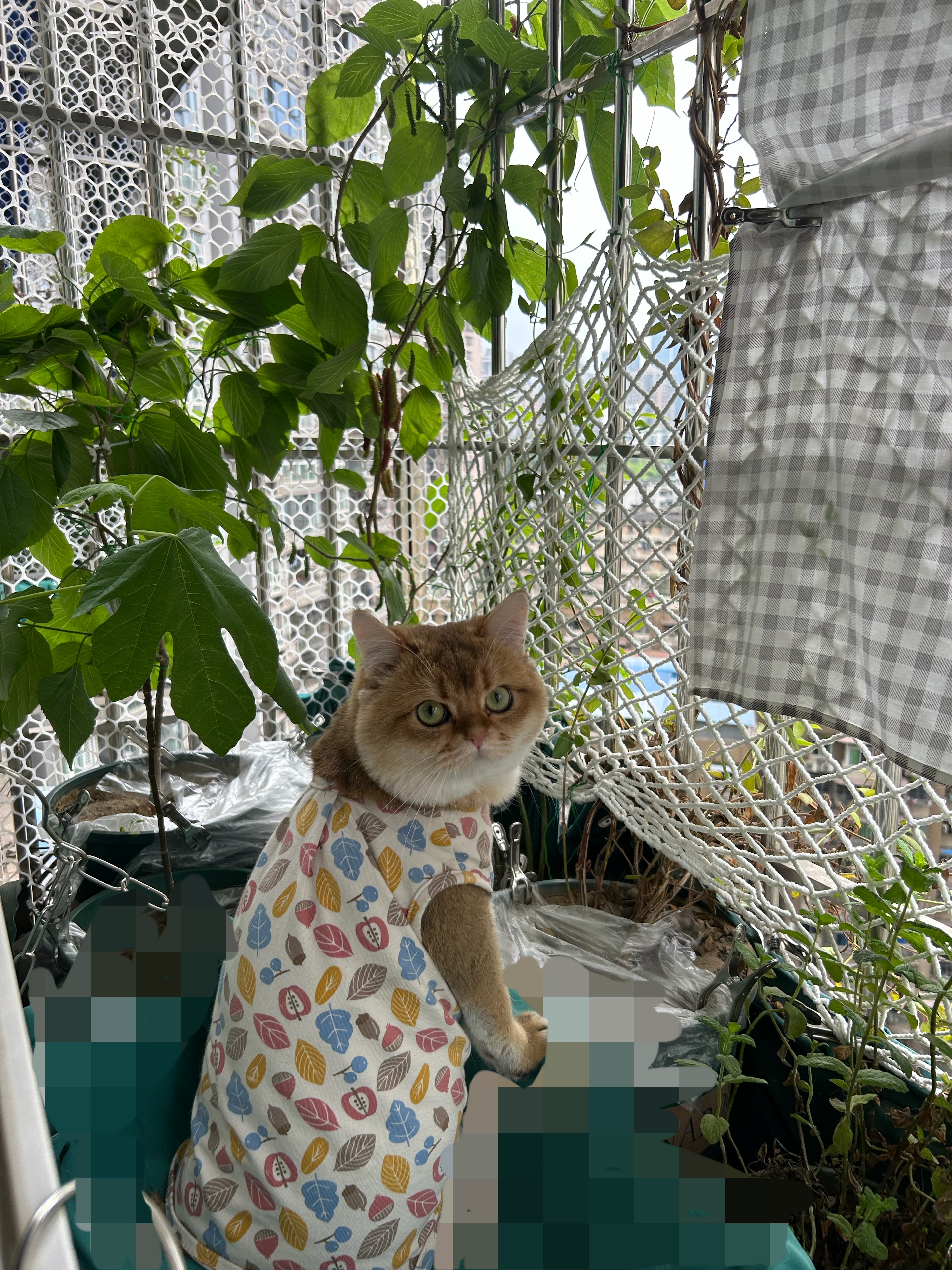 伯纳天纯冻干双拼猫粮生鲜三种鱼深海御鲜三文鱼美毛猫粮11kg囤货装 实拍图