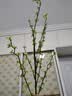 爱已装糖仿真绿植假花花瓶插花单支diy花束塑料花客厅摆件装饰花相思果1束 实拍图