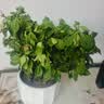 花翁栀子花盆栽四季开花卉大全树苗室内绿植好养易活茉莉花源头直发 实拍图