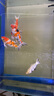 嘉露(jL)鱼缸过滤棉绿白棉30*800cm【附带净水粉】养鱼用品水族箱过滤器生化棉白棉过滤材料魔毯袋净水过滤棉 实拍图