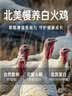 Orijen渴望狗粮 成犬幼犬无谷天然鸡肉进口全价通用犬粮11.4kg效期26/12 实拍图