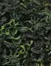 半山农蒲公英茶150g(5g*30包）蒲公英叶 婆婆丁茶中药材养生花茶凉茶包 实拍图