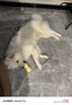 汪爸爸 无谷鲜肉冻干狗粮 幼犬成犬全阶段通用犬粮宠物食品 精选鲜肉配方 8kg 实拍图