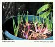 寿禾 四季红葱头小香葱种子火葱头种干皮秋冬季蔬菜莱疏菜阳台种种籽 红葱头 1斤带肥 实拍图