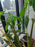 荣耀X70 12+256 朱砂红  金标十面抗摔 8300mAh青海湖电池 IP69防水 荣耀绿洲护眼屏 AI手机 实拍图
