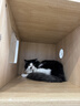 KONOKO宠物除臭剂猫咪猫砂抑菌除螨去尿味狗狗除臭喷雾臭味生物酶分解剂 实拍图