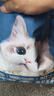 亿迪 冻干猫粮幼猫成猫全阶段布偶蓝猫布偶小包装5斤装 实拍图