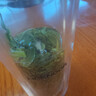 希诺（heenoor）双层玻璃杯男士办公泡茶杯送礼耐高温大容量水杯节日礼物礼盒 经典-迷你款180ml 实拍图