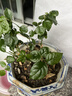 开时果 茉莉花苗盆栽浓香型花卉 室内四季开花阳台好养带花苞桌面绿植物 精品茉莉花5-10株【原生盆】 实拍图