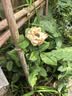 玫瑰花苗老桩绿植物盆栽月季蔷薇老根室内外阳台庭院特大花卉四季 15黄玫瑰（老桩苗四季开花）) 实拍图