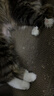 【京东快递】猫抓板猫窝一体式耐磨不掉屑超大可睡觉瓦楞纸磨爪板 椭圆60*42*9【30斤内送猫薄荷】 实拍图