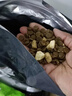 醇粹黑标猫粮 全价无谷双拼冻干猫粮 鸡肉生骨肉猫粮10kg囤货装 实拍图