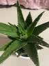 花翁芦荟盆栽室内净化空气绿植物办公桌面多肉四季花卉仙人掌源头直发 实拍图