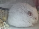 CARNO PET PRODUCTS卡诺营养全价配方仓鼠粮食金丝熊花枝鼠豚鼠营养主粮600g 实拍图
