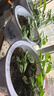德沃多纯草木灰2.5kg纯正钾肥农家肥有机肥料植物营养土壤种植土有机肥 实拍图