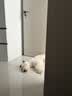 自然光环Halo【小犬鲜肉】进口狗粮小型犬泰迪柯基比熊专用法斗雪纳瑞博美 小犬鱼肉味10磅/4.5kg 下单抽奖·满赠好礼~详情请入会 实拍图